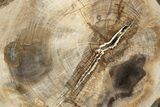 Beautiful Petrified Wood (Araucaria) Round - Madagascar #318405-1